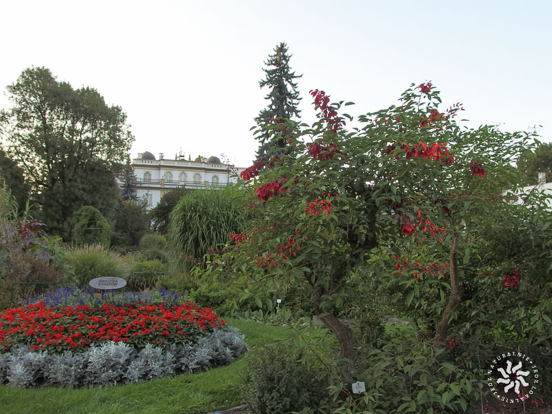 Uniwersytecki Ogród Botaniczny w Krakowie